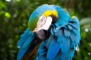 Blue and yellow Macaw661341473 300x200 - Blue and yellow Macaw - yellow, Macaw, Family, blue, and